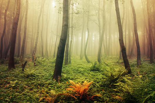 If These Trees Could Talk LXXXIII.